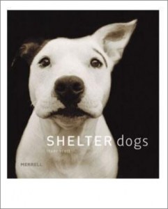 Shelter Dogs