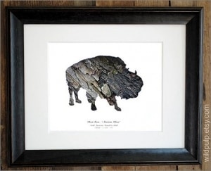 American Bison Silhouette in Bark