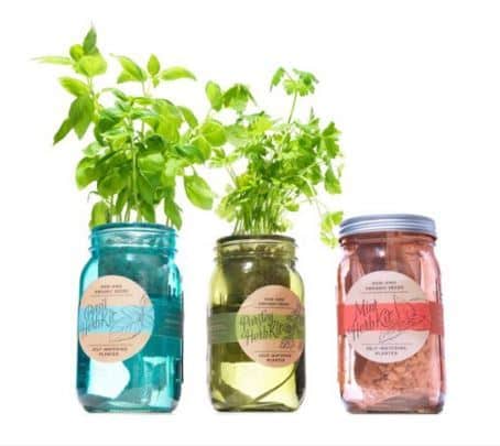 Organic Herb Kit